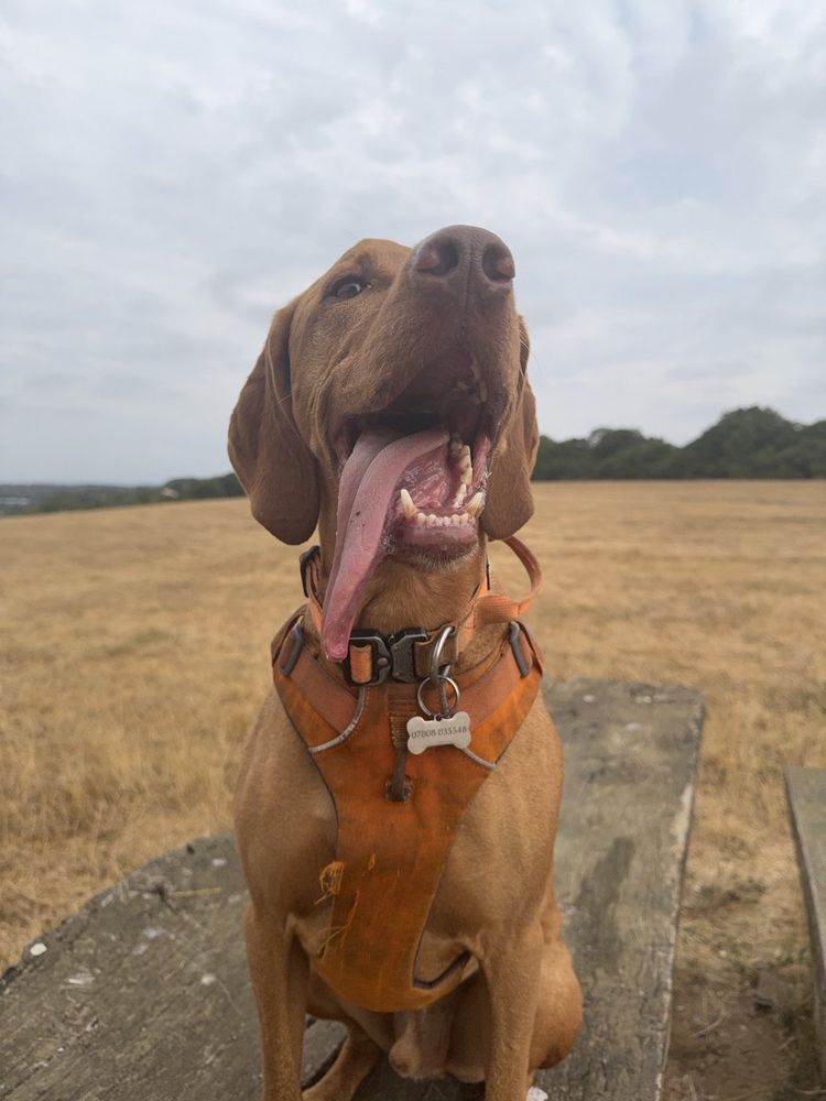 Chewie, a vizsla, sitting on a log in a stubble field waiting for a ball to be thrown