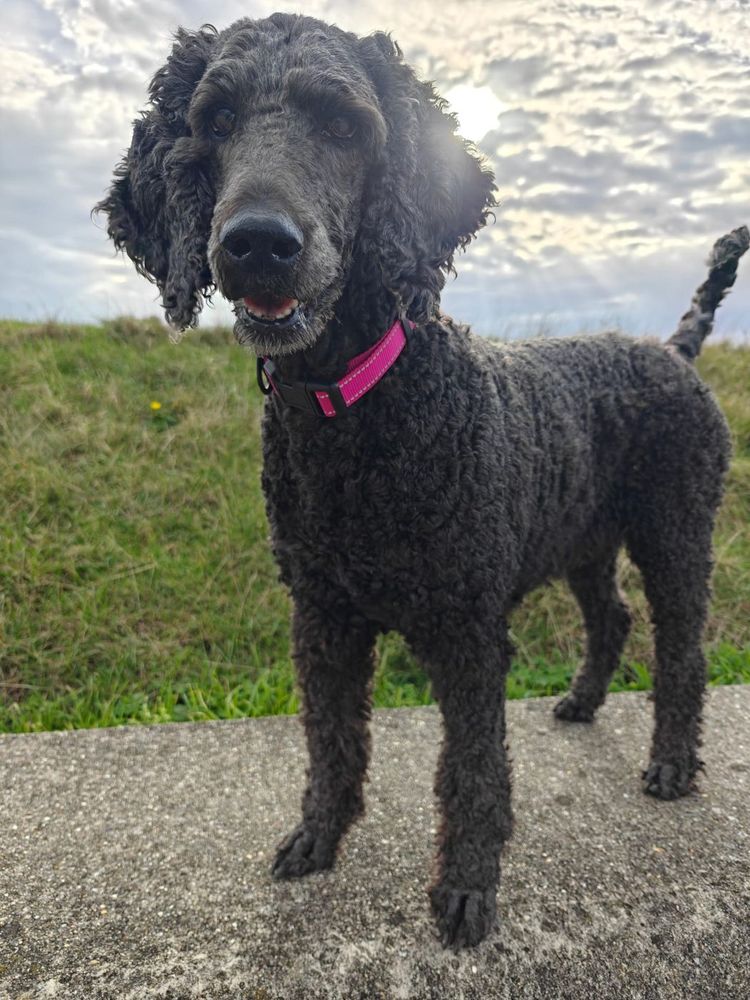 Coco, a black standard poodle, standing on a grassy bank