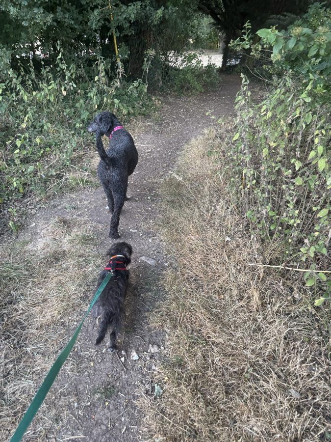 Coco and one of the dachshunds on their walk at Marlborough