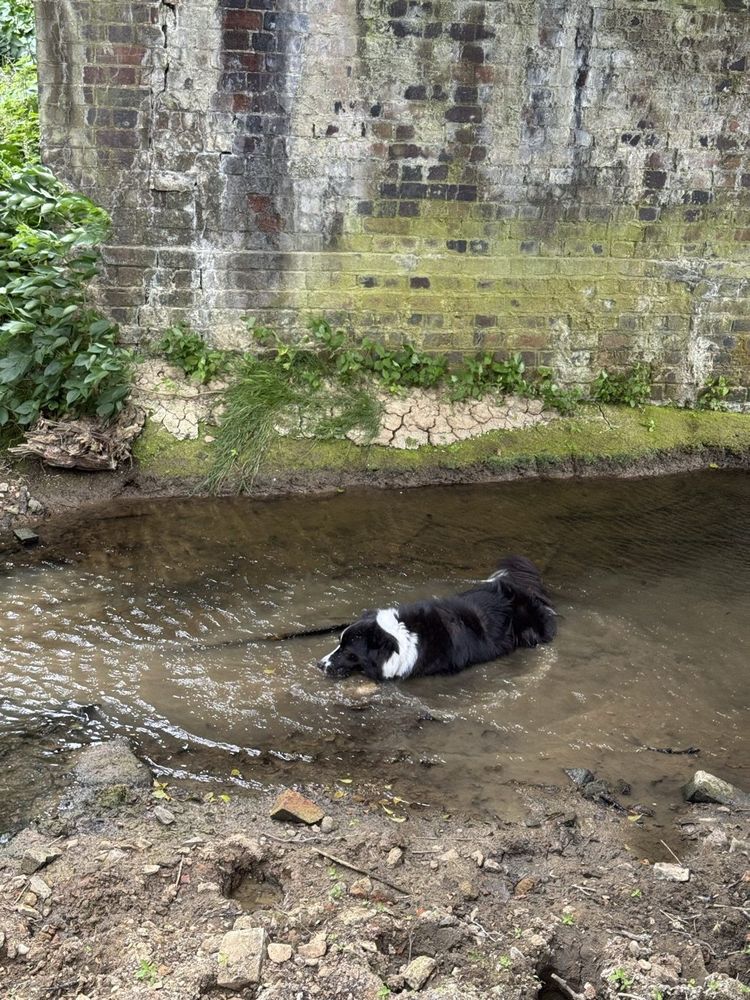 Indie, a border collie, wading in a stream under a brick bridge