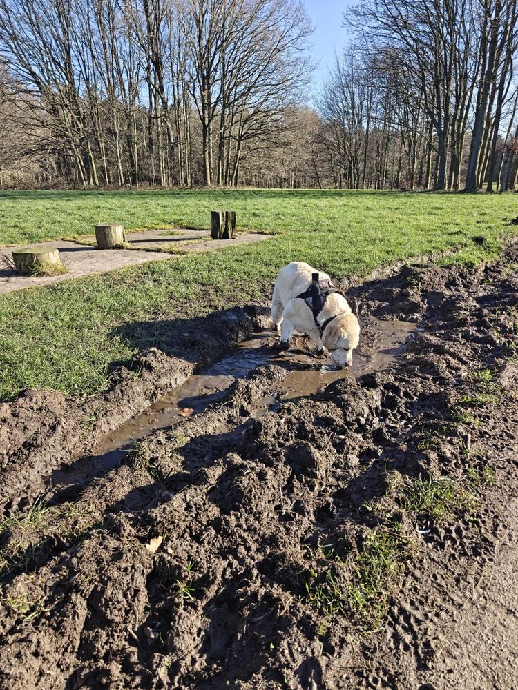 Thomas, a yellow Labrador, standing in a mud puddle beside a path