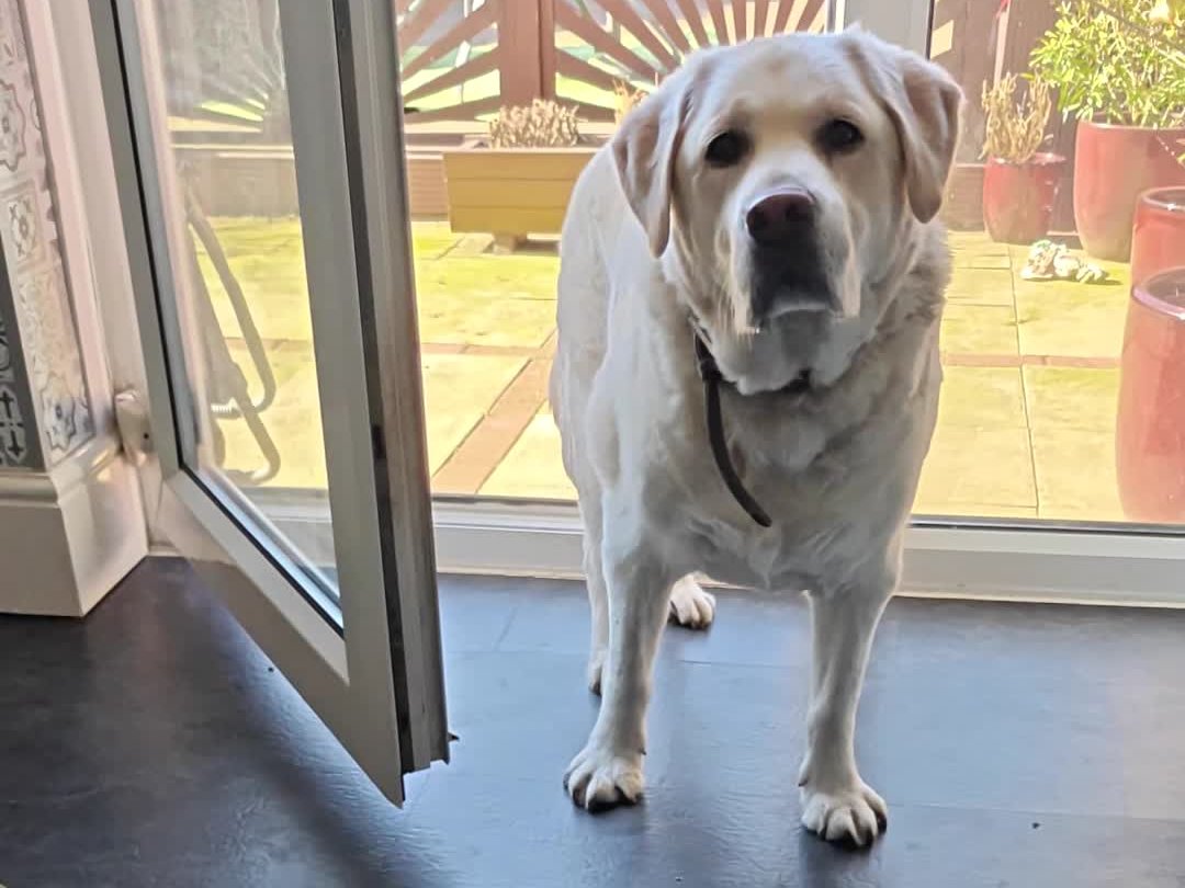 Thomas the yellow Labrador standing in the open patio door in the sun