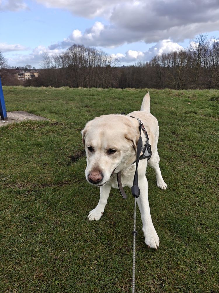 Thomas the Lab cross in the woods