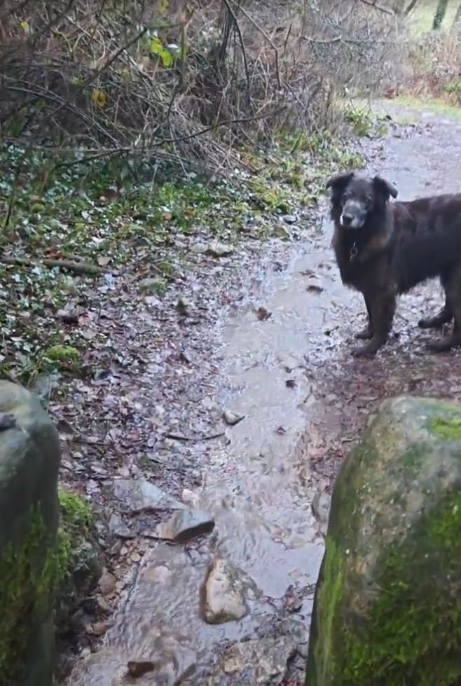 Bernie on a muddy path